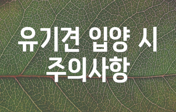 유기견 입양 시 주의사항