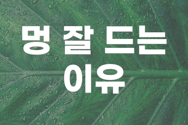 멍 잘 드는 이유